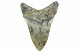 Serrated, Fossil Megalodon Tooth - North Carolina #343417-1